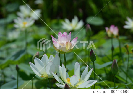 蓮の花 蓮の花 80410600