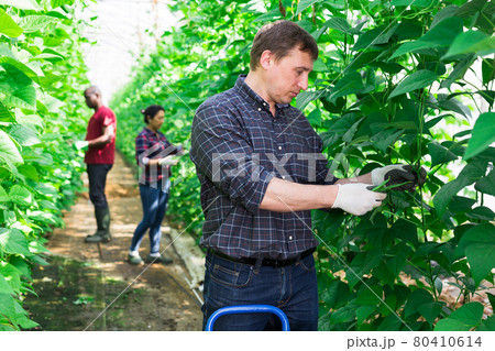 Hired worker picks ripe beans crop in orangery 80410614