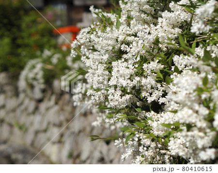 純白の花が咲く神社の境内 純白の花が咲く神社の境内 80410615
