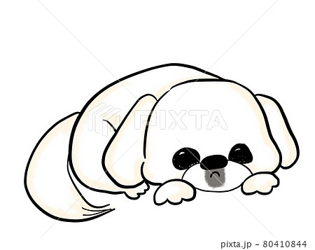 ちょこんと寝る白い犬 ペキニーズ かわいいのイラスト素材