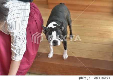 玄関で送る犬 玄関で送る犬 80410854