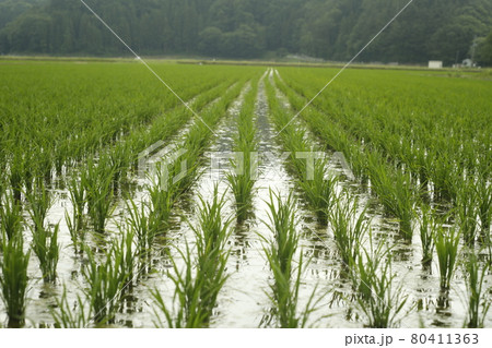 早朝 キャンプ散歩 キャンプ場からの景色 Scenic View 水田 畑 早朝 キャンプ散歩 キャンプ場からの景色 Scenic View 水田 畑 80411363