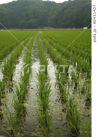 早朝　キャンプ散歩　キャンプ場からの景色　Scenic View 水田　畑 80411407