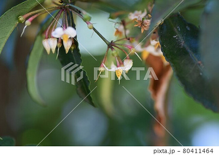 マンリョウの花 マンリョウの花 80411464