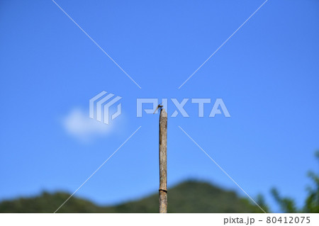 ハラビロトンボ（腹広蜻蛉）と夏空 80412075