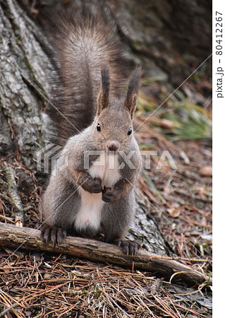 地面に立つ春のエゾリス 80412267