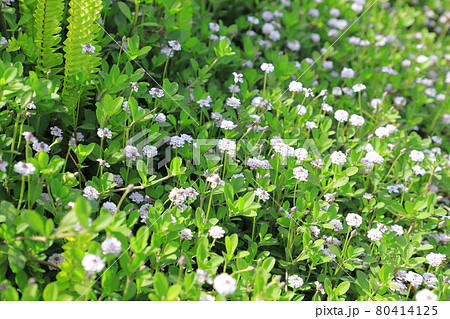 リッピア(ヒメイワダレソウ)の花 リッピア(ヒメイワダレソウ)の花 80414125
