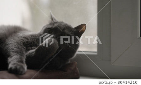 Gray cat cleaning himself on a windowsill 80414210