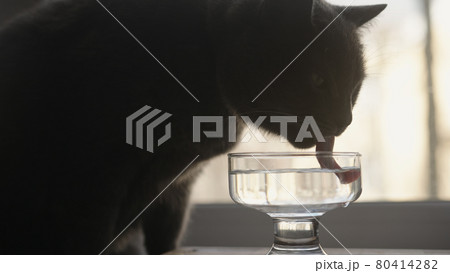 Shot of gray cat drinking fresh water from glass goblet on a windowsill Shot of gray cat drinking fresh water from glass goblet on a windowsill 80414282