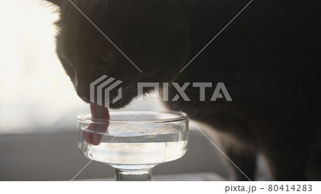 Shot of gray cat drinking fresh water from glass goblet on a windowsill Shot of gray cat drinking fresh water from glass goblet on a windowsill 80414283