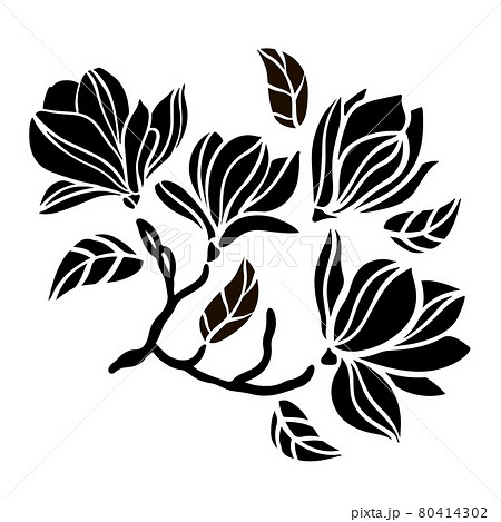 MAGNOLIA BRANCH Floral Openwork Contours Of Tree Branch With Monochrome Silhouette Of Black Flowers Sketch On White Background Clipart Vector Illustration Set 80414302