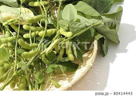 丸いざるの上に置かれた葉っぱが付いたまま収穫された枝豆を白背景で撮影の写真素材