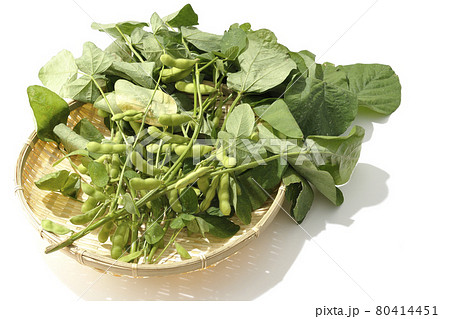 丸いざるの上に置かれた葉っぱが付いたまま収穫された枝豆を白背景で撮影の写真素材