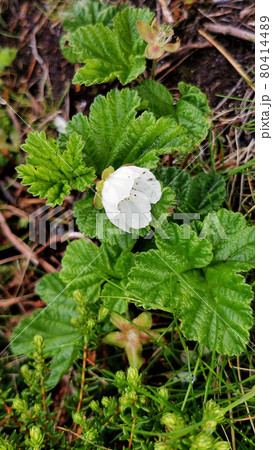 Swamp Flowers Tundra Swamp Flowers Tundra 80414489