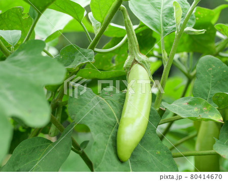 菜園の白ナス 菜園の白ナス 80414670