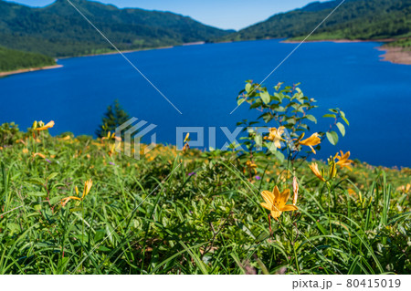 （群馬県）キスゲ咲く夏の野反湖 80415019