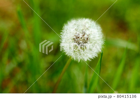 White dandelion on a background of green grass White dandelion on a background of green grass 80415136