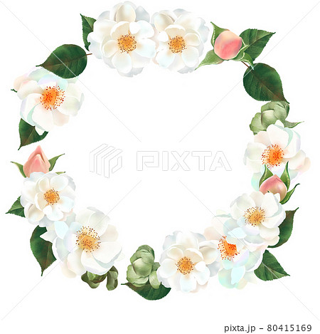 白い薔薇の花とピンクのつぼみと植物の美しい白バックのリースフレームイラスト素材 白い薔薇の花とピンクのつぼみと植物の美しい白バックのリースフレームイラスト素材 80415169