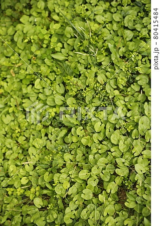 キャンプ場からの散歩道　雑草の中の発見 80415484