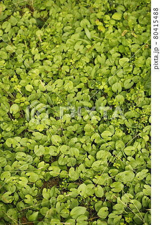 キャンプ場からの散歩道　雑草の中の発見 80415488