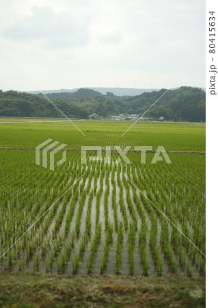 早朝 キャンプ散歩 キャンプ場からの景色 Scenic View 水田 畑 山脈 早朝 キャンプ散歩 キャンプ場からの景色 Scenic View 水田 畑 山脈 80415634