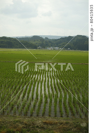 早朝 キャンプ散歩 キャンプ場からの景色 Scenic View 水田 畑 山脈 早朝 キャンプ散歩 キャンプ場からの景色 Scenic View 水田 畑 山脈 80415635