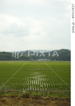 早朝 キャンプ散歩 キャンプ場からの景色 Scenic View 水田 畑 山脈 早朝 キャンプ散歩 キャンプ場からの景色 Scenic View 水田 畑 山脈 80415637