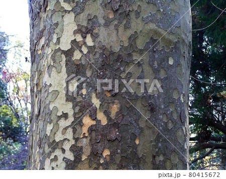 スズカケノキ 80415672