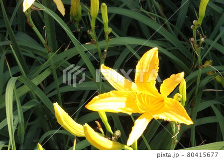 ヘメロカリス ヘメロカリス 80415677