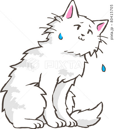 申し訳なさそうなペルシャ猫 80415705