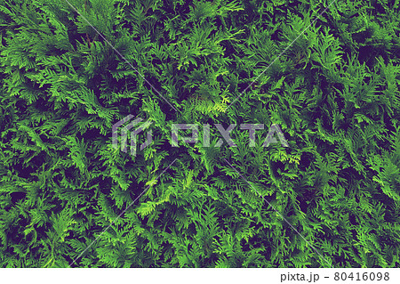 botanical background living green hedge thuja, tinting 80416098