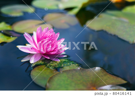 beautiful pink lotus in pond beautiful pink lotus in pond 80416141