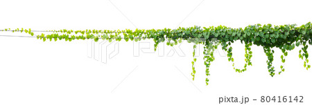 ivy plant isolate on white background 80416142