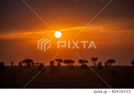 夕暮れ時のアフリカのサバンナ風景 夕暮れ時のアフリカのサバンナ風景 80416355