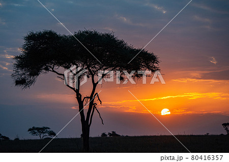 夕暮れ時のアフリカのサバンナ風景の写真素材