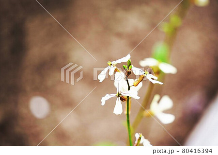 植物 ”ルッコラ” 植物 ”ルッコラ” 80416394