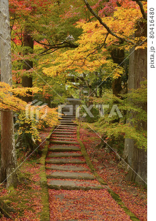 【京都府】龍穏寺 秋の紅葉 京都府南丹市 【京都府】龍穏寺 秋の紅葉 京都府南丹市 80416480