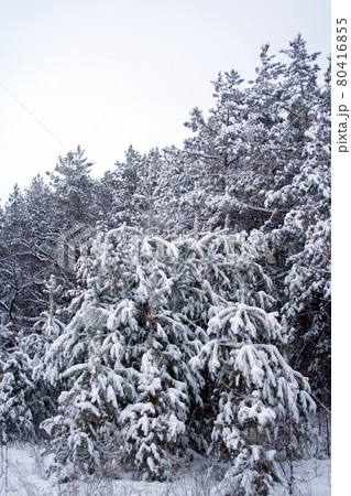Snow covered pines 80416855