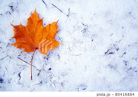Maple leaf on snow 80416884