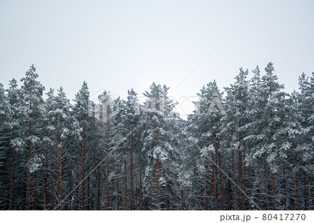 Snow covered pines Snow covered pines 80417270