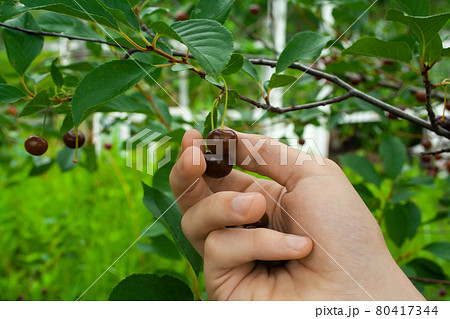 harvesting of fresh red and tasty cherries harvesting of fresh red and tasty cherries 80417344