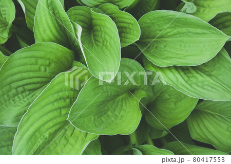 Green hosta leaves top view background. Big green fresh leaves pattern for design, brochure, backdrop, web Green hosta leaves top view background. Big green fresh leaves pattern for design, brochure, backdrop, web 80417553