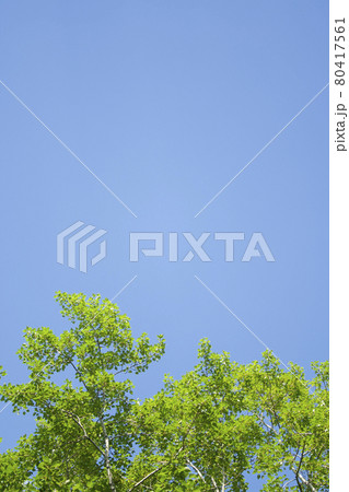 leaves and sky background 80417561