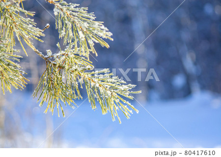 Lush fir branches covered Lush fir branches covered 80417610
