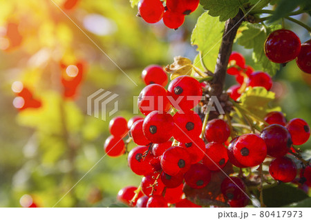 Red ripe juicy currant on the green branch 80417973