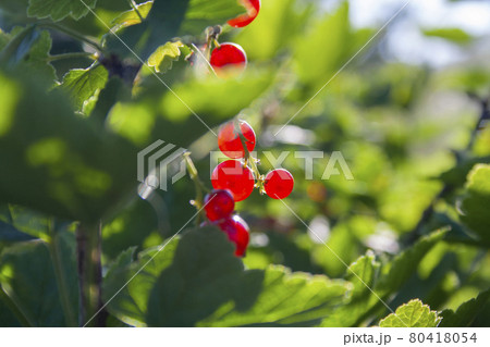 Red ripe juicy currant on the green branch Red ripe juicy currant on the green branch 80418054