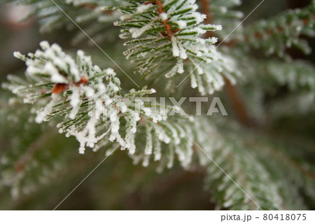 Frost spruce 80418075