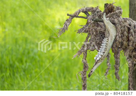 View of animal jaws attached to a structure made of natural materials View of animal jaws attached to a structure made of natural materials 80418157