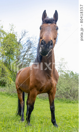 The horse of the thoroughbred breed stands in nature. 80418357