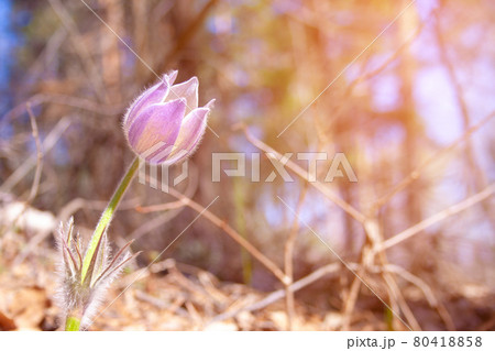 Beautiful spring purple flower 80418858